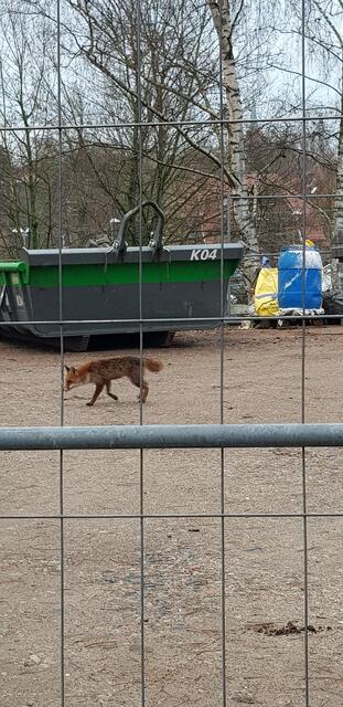 Der Fuchs auf der Suche nach Nahrung | Foto: Maren Uhlendorf