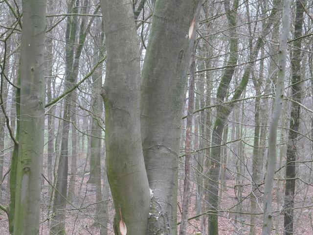 In diese Buche wurden zwei künstliche Fledermaushöhlen gesägt | Foto: Sierk / Niedersächsische Landesforsten