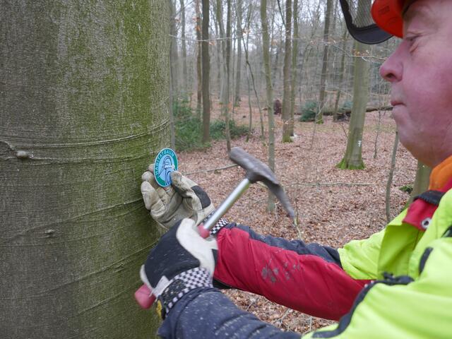 Forstwirtschaftsmeister Joachim Decker bringt im Wald in Kaken ein Habitatbaumschild an | Foto: Sierk / Niedersächsische Landesforsten
