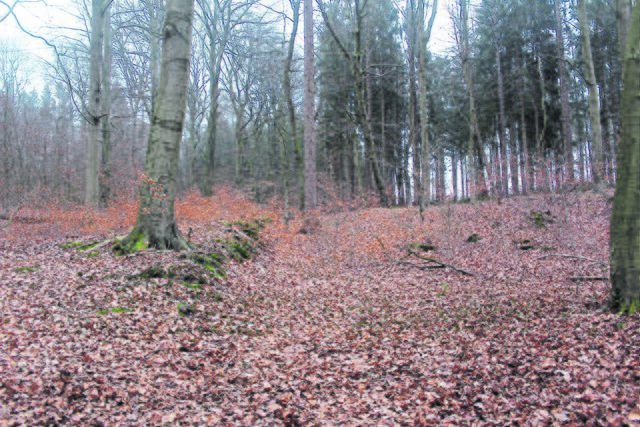 An den Furchen ist der frühere Karrenweg zu erkennen