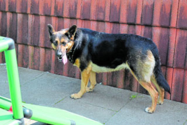"Bonnie" vor einem halben Jahr im Tierzentrum | Foto: bim