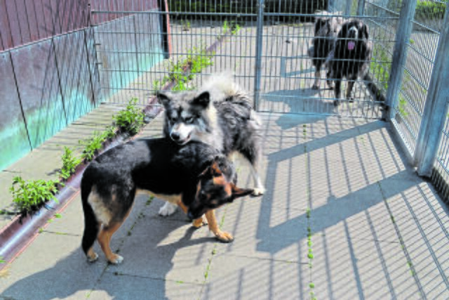 Alaskan Malamute "Eso" und Hündin haben im Tierzentreum Freundschaft geschlossen. Im Hintergrund der Tibetanische Mastiff "Bahus". Alle drei Hunde kamen mit ihren aus der Ukraine geflüchteten Haltern nach Deutschland | Foto: bim