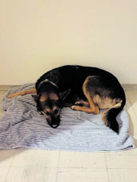 Endlich angekomen! Man sieht "Bonnie" an, dass die Hündin nun in ihrem neuen Zuhaise zur Ruhe kommt | Foto: privat