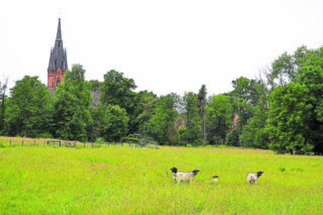 Die Schafe müssen eine neue Heimat finden | Foto: bim