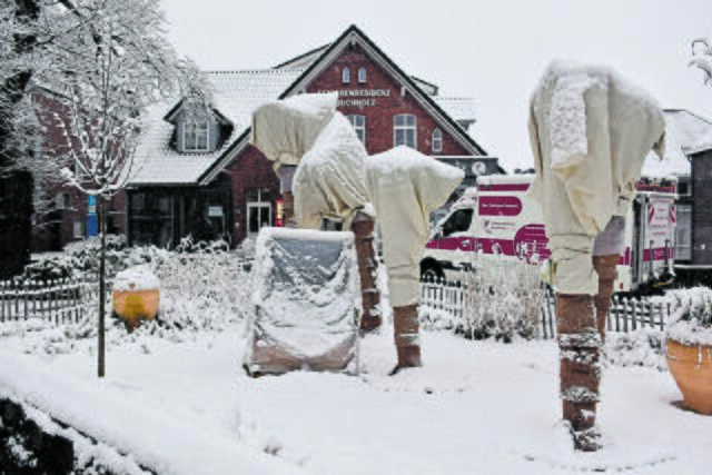 Schnee erleben die gut eingepackten und geschützten Palmen am Zahnärztehaus Buchholz sehr selten | Foto: Axel-Holger Haase