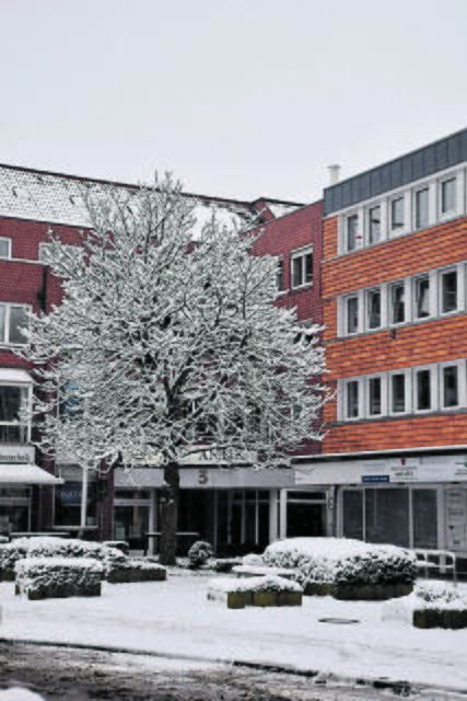 Auch die große Kastanie in der Kirchenstraße war eingeschneit | Foto: Axel-Holger Haase