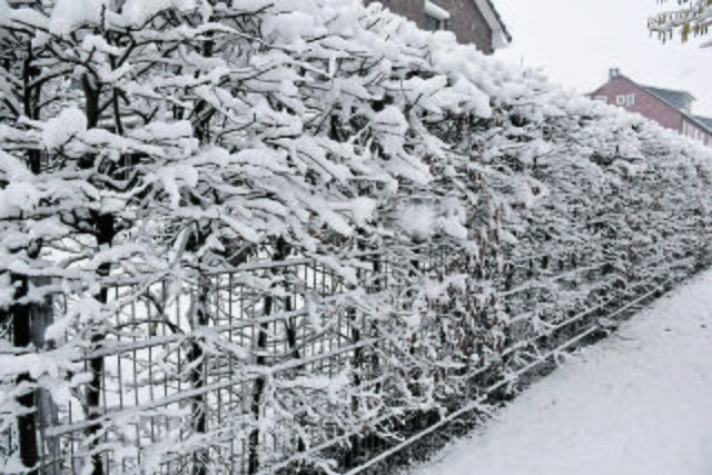 Buchenhecke im Schneemantel | Foto: Axel-Holger Haase