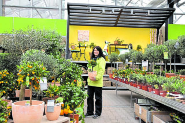 Susanne Brosig zeigt eine Auswahl an Zitrusfrüchten an Stämmen im Gartencenter Bellandris Matthies | Foto: Axel-Holger Haase