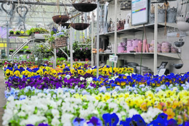 Neben Bäumen und Sträuchern gibt es auch Pflanzen und Blumen | Foto: sc