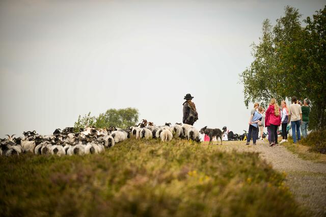 Der Ausflug zu einer Schnuckenherde in der Lüneburger Heide gehört zum Programm | Foto: Jens Schierenbeck / Studio Gleis 11