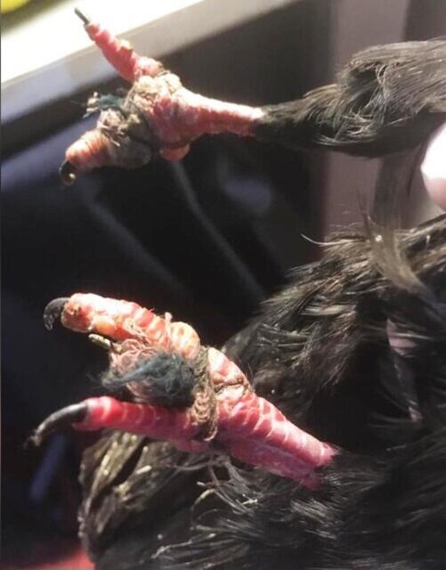 Bei der Such nach Nahrung auf dem Boden kommt es oft zu Verschnürungen der Taubenkrallen. Diese sterben dann, wenn sie nicht behandelt werden, ab | Foto: Schneider