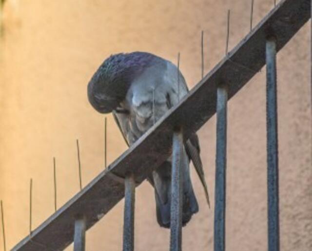 Vergrämungsmaßnahmen enden oftmals im qualvollen Verenden der Tiere | Foto: Schneider