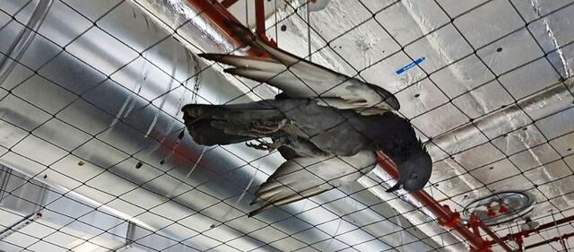 Vergrämungsmaßnahmen enden oftmals im qualvollen Verenden der Tiere | Foto: Schneider