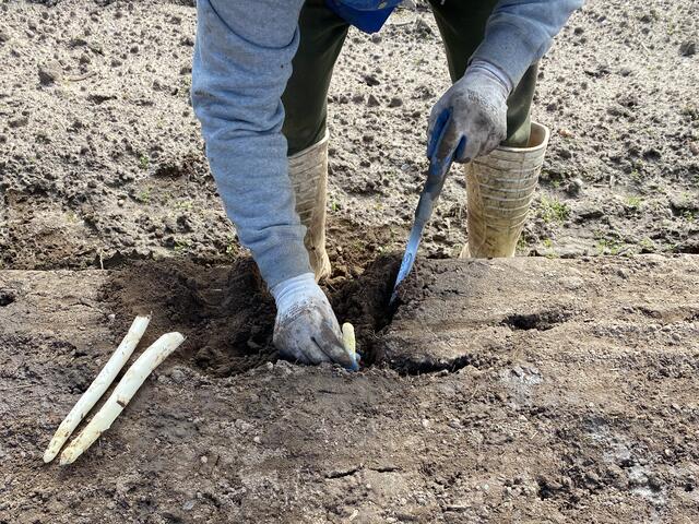 Die Spargelernte ist Handarbeit | Foto: Spargelhof Werner