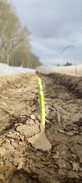 Auch grüner Spargel wird in Deinste angebaut | Foto: Spargelhof Werner