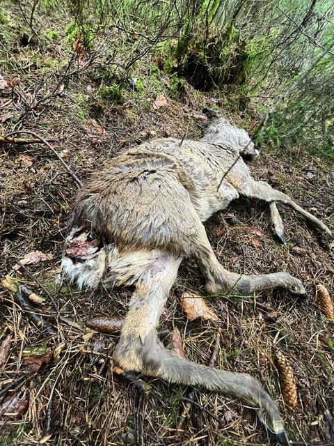 Dieses Reh wurde laut der Jägerschaft von nicht angeleinten Hunden getötet | Foto: Wegner