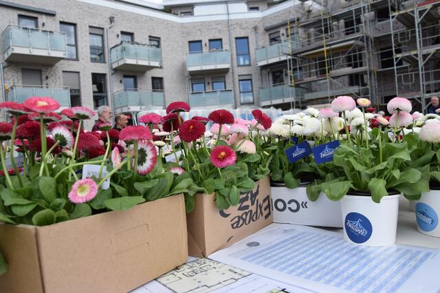 Schröder Immobilien verschenkte zur Zeremonie der Grundsteinlegung 250 Töpfe mit Bellis an die Gäste | Foto: ts