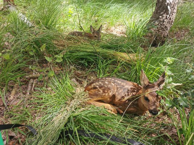 So stark ducken sich Rehkitze bei drohender Gefahr ab | Foto: Klaas