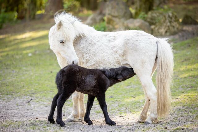 Bei den Ponys ist die Welt zur Zeit schwarz-weiß. Der Tagesablauf des Fohlens besteht im Wesentlichen aus trinken und schlafen | Foto:  Wildpark/Thomas Ix