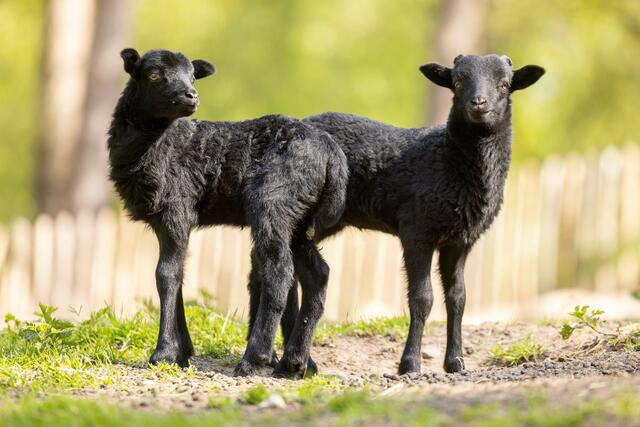 Die Heidschnucken-Lämmer sind nach der Geburt schwarz. 
Erst später tragen sie ihr typisches grau meliertes Fell | Foto:  Wildpark/Thomas Ix