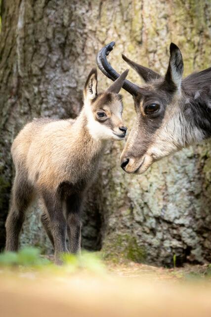 Das Gams-Kitz sucht die Nähe zur Mutter, ist aber schon 
unternehmungslustig und steht sicher auf den eigenen vier 
Beinen | Foto:  Wildpark/Thomas Ix