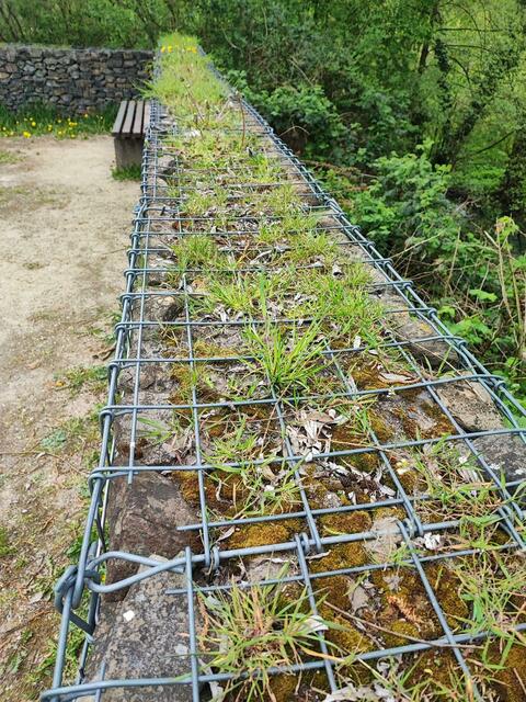 Auch auf den Gabionen wuchern Gras und Löwenzahn | Foto: thl