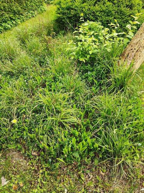 Unkraut ziert den Wegesrand | Foto: thl