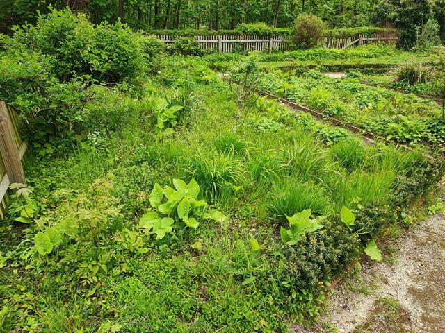 Auch der ehemalige Landfrauen-Garten ist nicht mehr wiederzuerkennen | Foto: thl