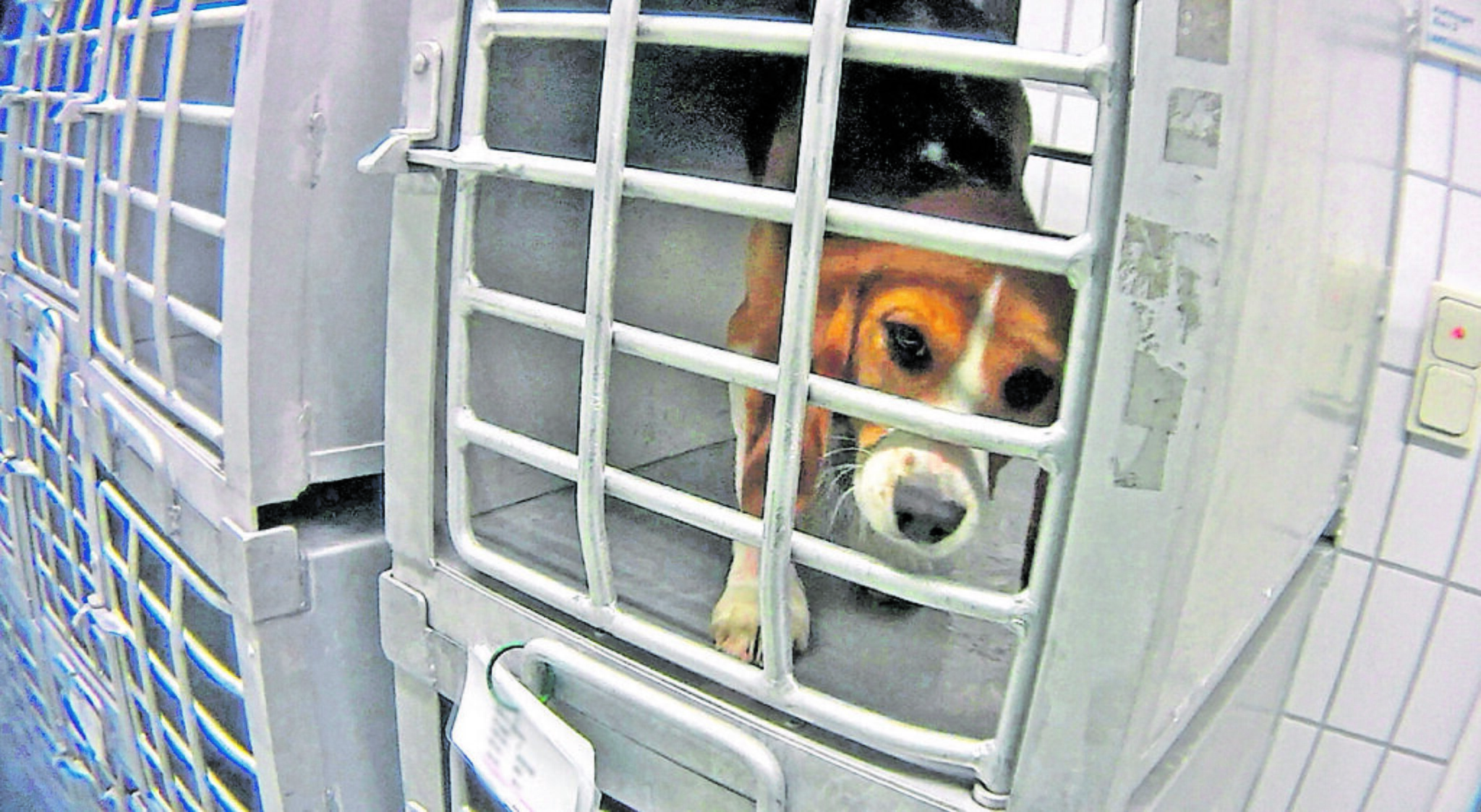 Charitywatch Warnt Vor Soko Tierschutz Soko Tierschutz hatte LPT zu Fall gebracht: Keine Tierversuche in der
