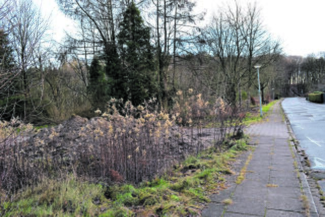 An der Straße Zur Waldtreppe soll auf dem Grundstück an der linken Straßenseite die Flüchtlingsunterkunft entstehen | Foto: bim
