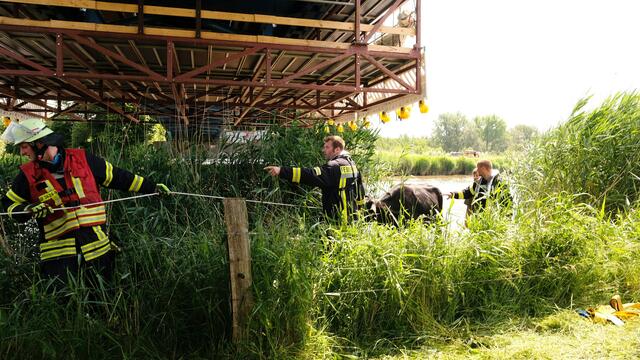 Ein bisschen "Überzeugungsarbeit" war notwendig, um das Rind aus dem kühlenden Nass zu holen | Foto: Rolf Hillyer-Funke
