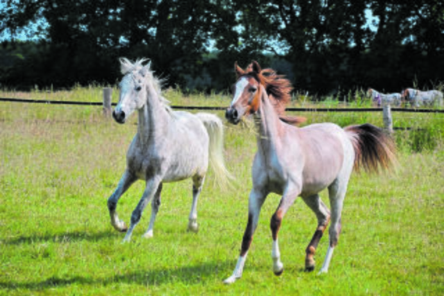 Toben auf der Weide: Fia hat schon fast die Größe ihrer Mutter Fantasia erreicht  | Foto: sc