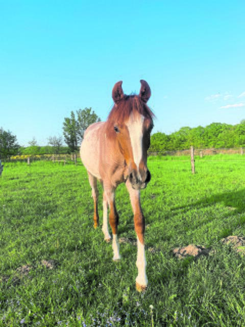 Fia genießt die Abendsonne auf der Weide  | Foto: sc