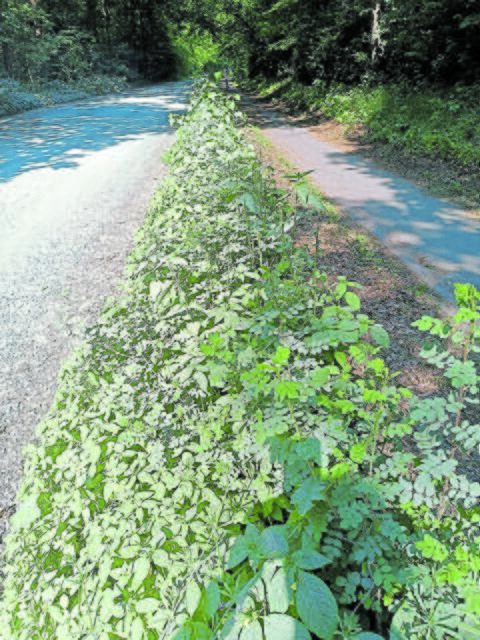Eher grau als grün: Pflanzen am Rand