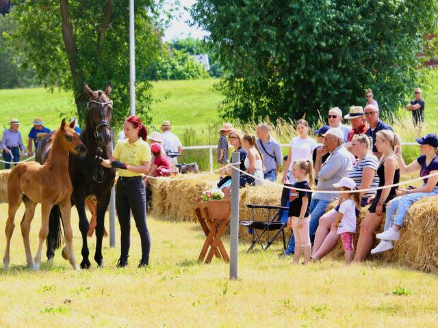 Buntes Stell-Dich-Ein zur diesjährigen Fohlenschau am Hohnstorfer Elbdeich | Foto: Nicola Prüter