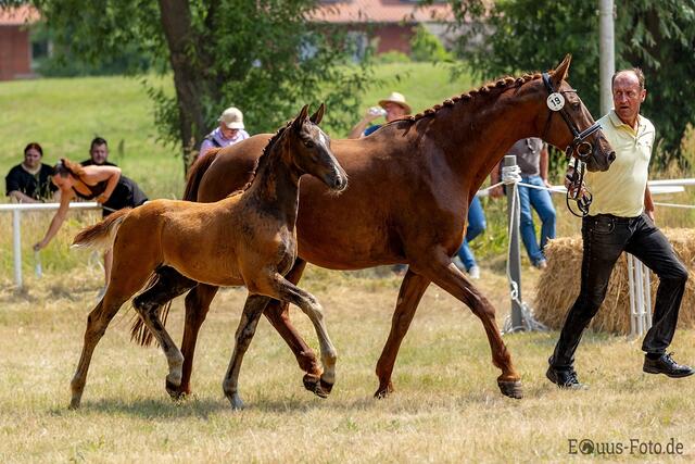 Sieger springbezogene Fohlen: Valensky Hengstfohlen, Dunkelfuchs, Mutter v. Cascaja/Valido, Züchter Dirk u. Lars Eggers, Hamburg | Foto: Juliane Fellner, Equus-Foto