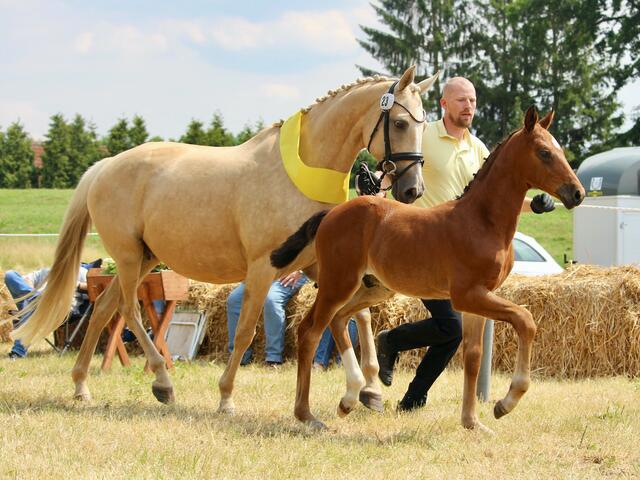 Sieger jüngere Hengstfohlen, dressurbetont: Quelle Couleur Hengstfohlen, braun, Mutter v. Glitter N’Crema/Svarowsky, Züchter Herbert Vick, Tespe | Foto: Nicola Prüter