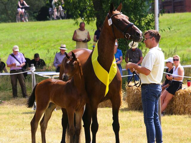Sieger jüngere Stuten, dressurbetont: St. Emilion Stutfohlen, braun, Mutter v. Floriscount/De Niro, Züchter Jürgen Kötter, Rullstorf | Foto: Nicola Prüter