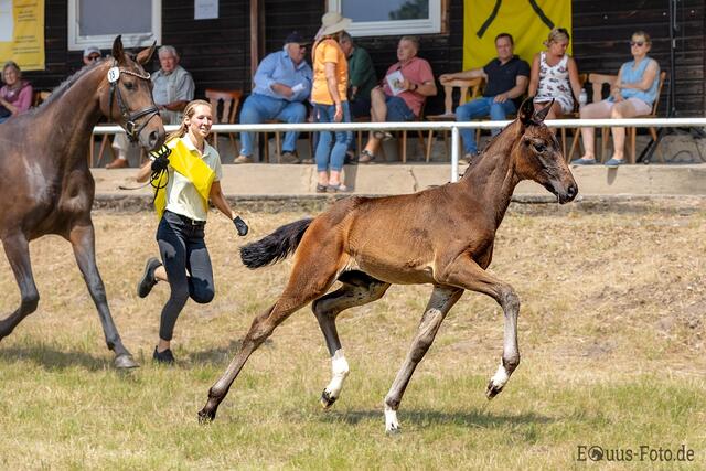 Sieger ältere Stutfohlen, dressurbetont: St. Emilion Stutfohlen, braun, Mutter v. For Romance II/Rosentanz, Züchter Herbert Vick, Tespe  | Foto: Juliane Fellner, Equus-Foto