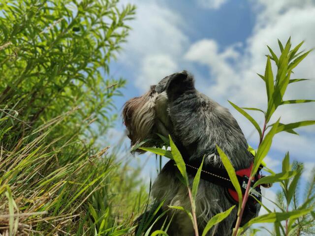"Nun komm endlich, hier liegt jemand": Luna bellt und wartet auf mich, damit sie ihre Belohnung bekommt. So sieht die versteckte Person den ankommenden Hund | Foto: BZRH