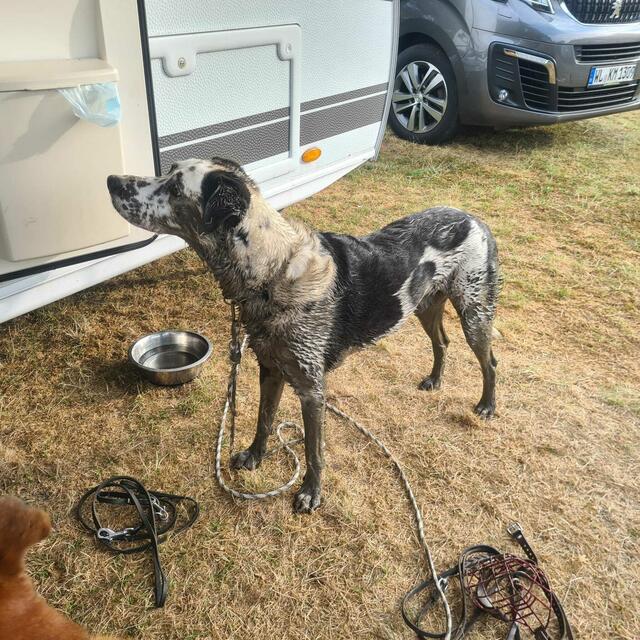 Rettungshund Jadoo hat - wie viele Hunde - Spaß am Schlamm - Besitzerin Martina Füllgrapp nicht so sehr | Foto: Füllgrapp