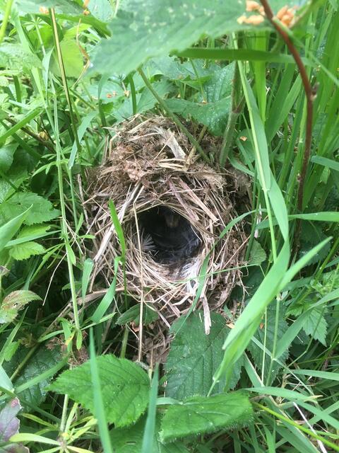 Nest eines Sumpfrohrsängers | Foto: BUND