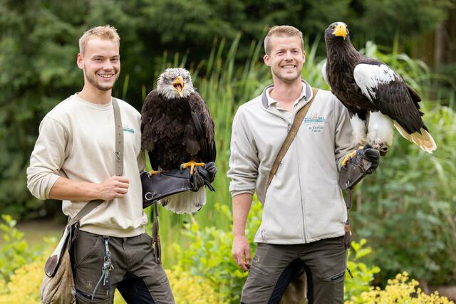 Michael Kirchner (re.) mit dem imposanten, aber recht
entspannten Riesenseeadler-Weibchen. Der junge Weißkopfseeadler auf dem Handschuh von Mirko Janssen ist
dagegen ein bisschen aufgeregter | Foto: Wildpark / Thomas Ix