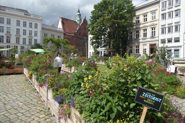Urbanes Grün auf dem Koberg in Lübeck | Foto: jd
