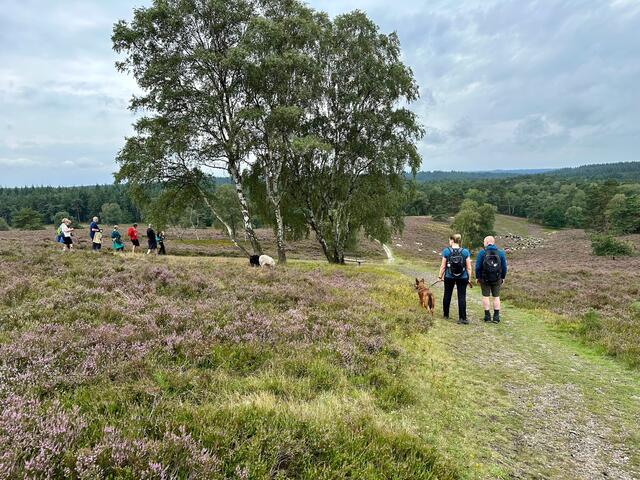 Bei kleinen Exkursionen am Naturerbetag genossen die Besucher die Heidelandschaft und erhielten nebenbei viele Informationen rund um Naturschutz und -pflege | Foto: Landkreis Harburg