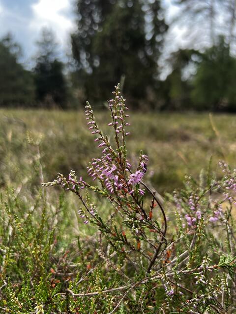 In diesem Jahr wird eine sehr gute Heideblüte erwartet | Foto: LHG