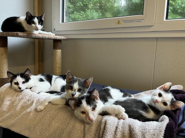 Kittenbande - rund 20 Katzenkinder warten mit ihren Müttern und Geschwistern auf ein neues Zuhause. Die Katzenkinder werden ab der zwölften Lebenswoche entweder im Doppelpack oder zu einem passenden, vorhandenen Artgenossen vermittelt. Die Kleinen werden nicht einzeln vermittelt Fotos: Tierheim Buchholz | Foto: Tierheim