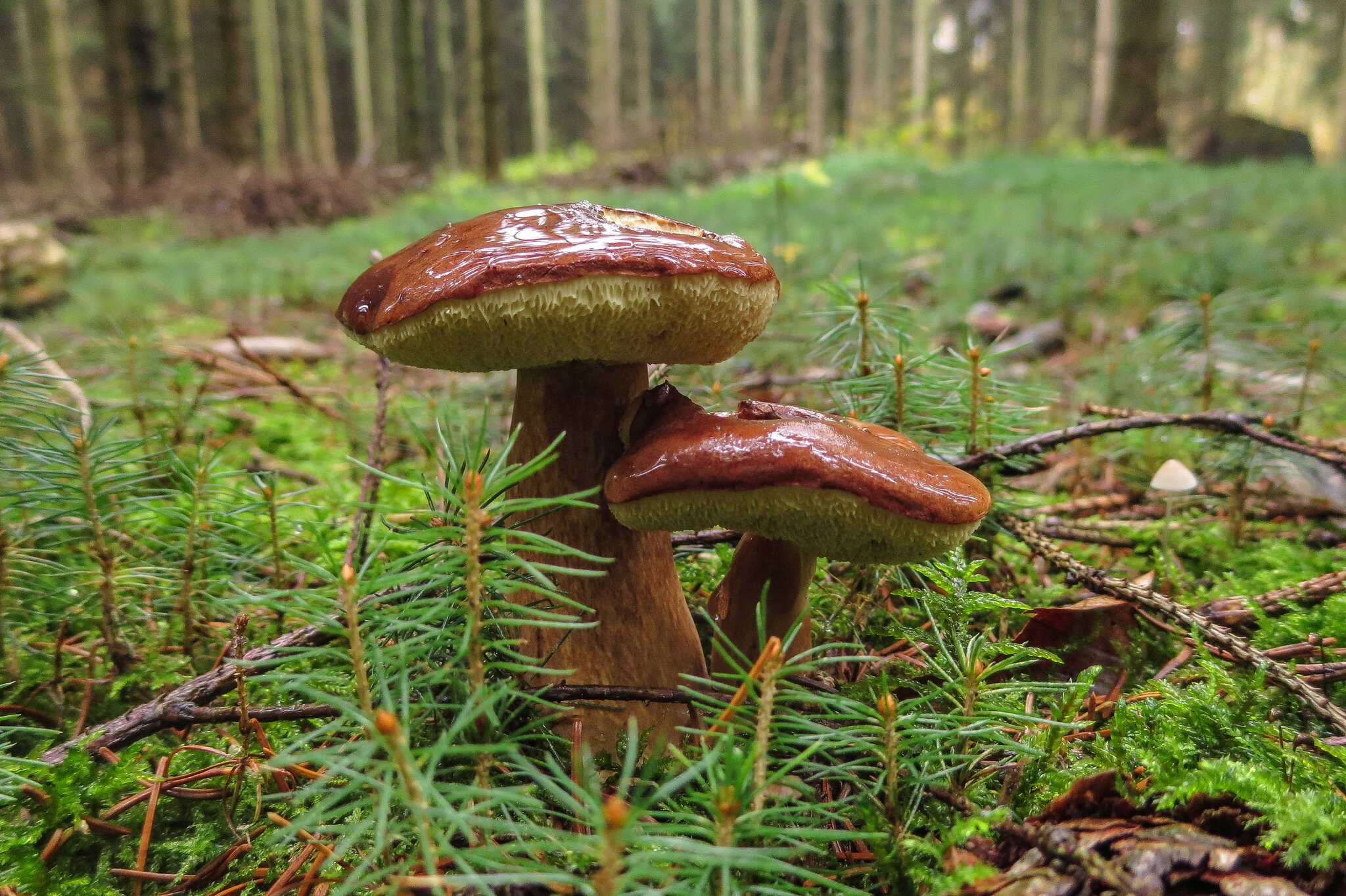 Pilze Für Leute Die Keine Pilze Mögen www.kreiszeitung-wochenblatt.de