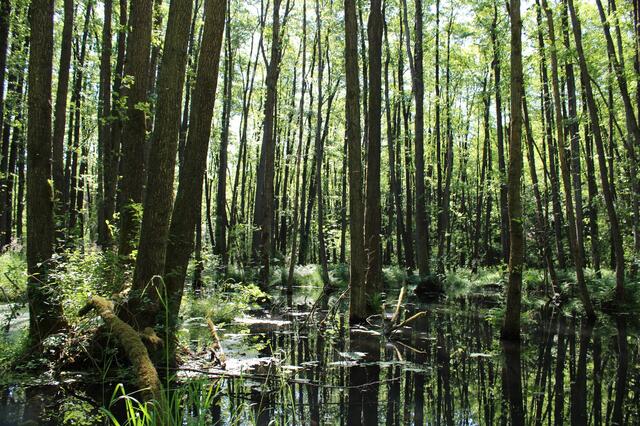 Der Söhlbruch ist ein mystisches Naturschutzgebiet bei Bispingen im Heidekreis | Foto: Naturpark Lüneburger Heide