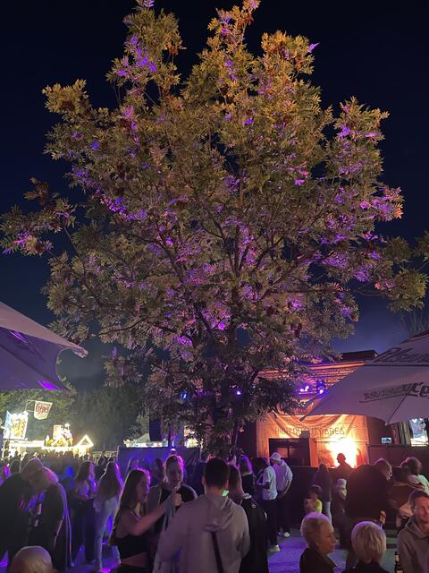Dieser Baum macht durch die Lichttechnik einiges her | Foto: sra